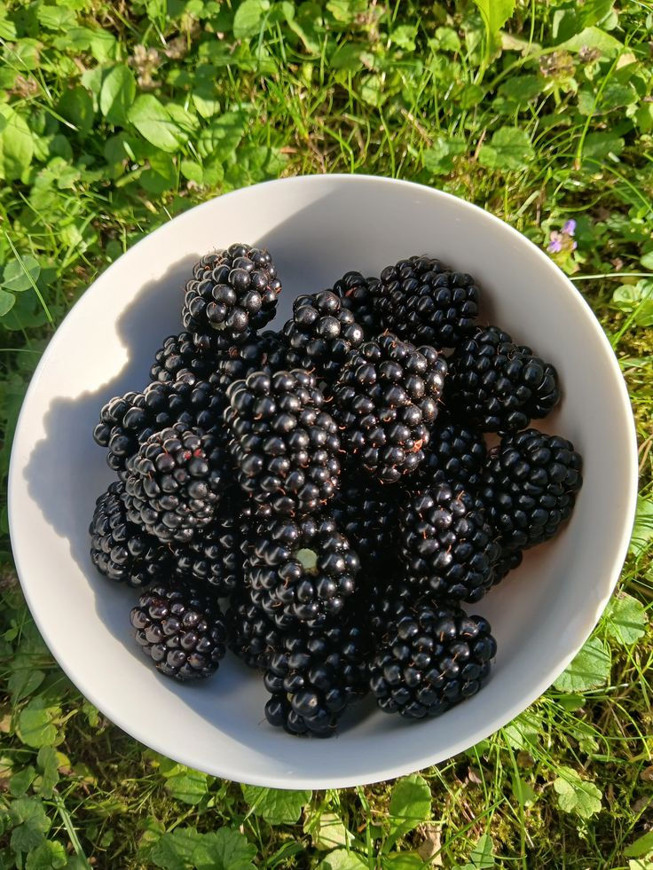 US Blackberries