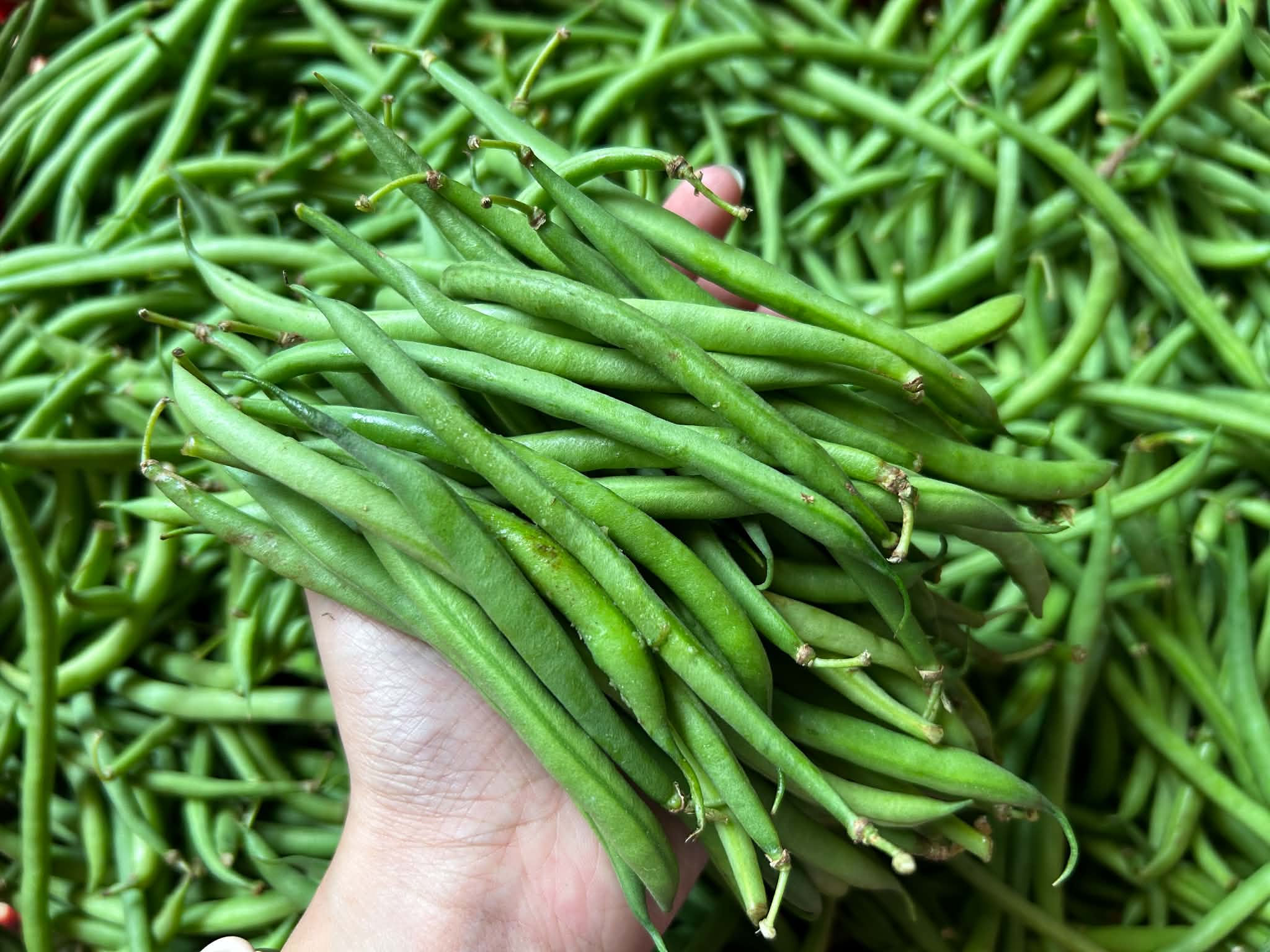 French Beans