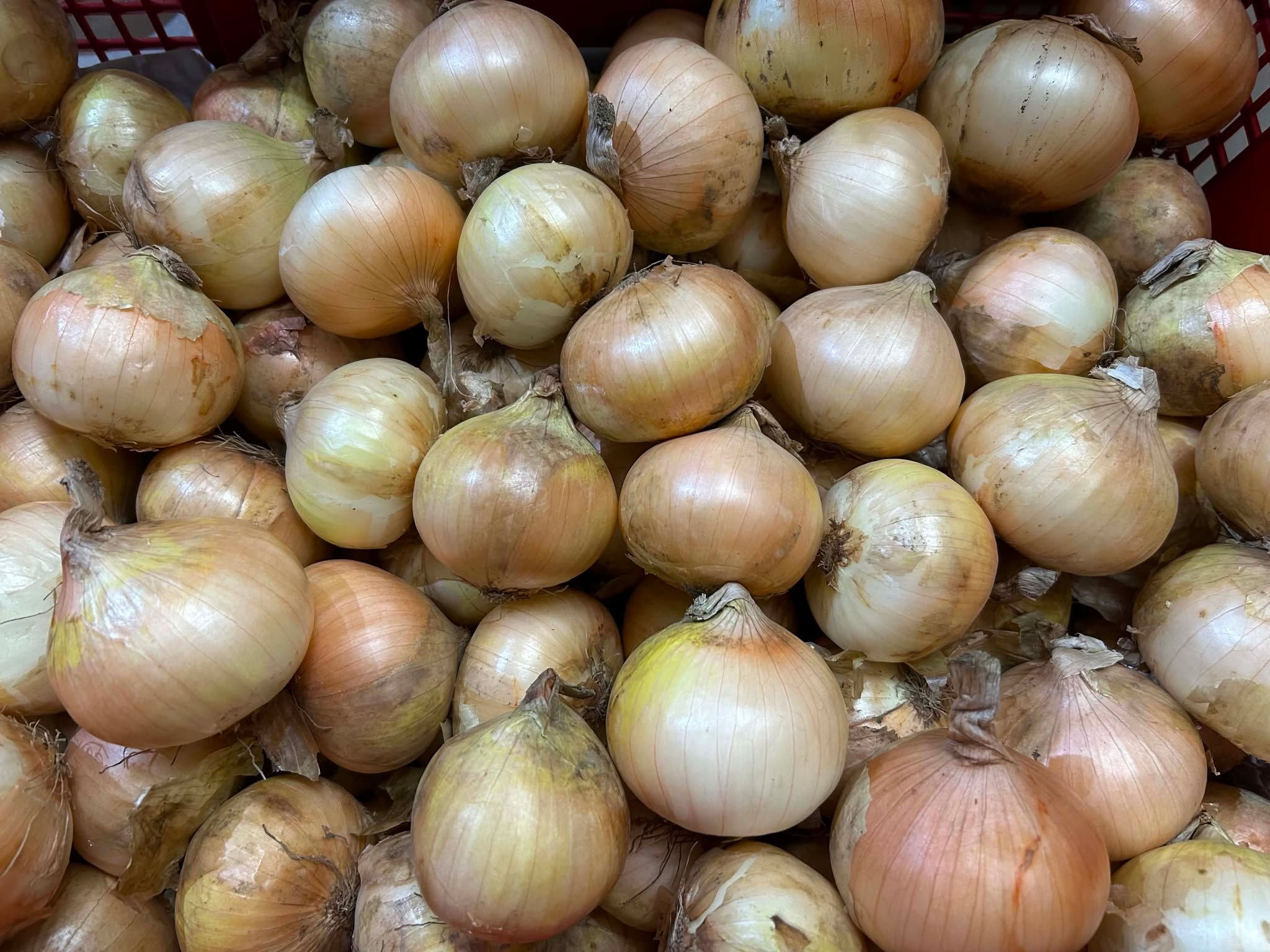 White Onion