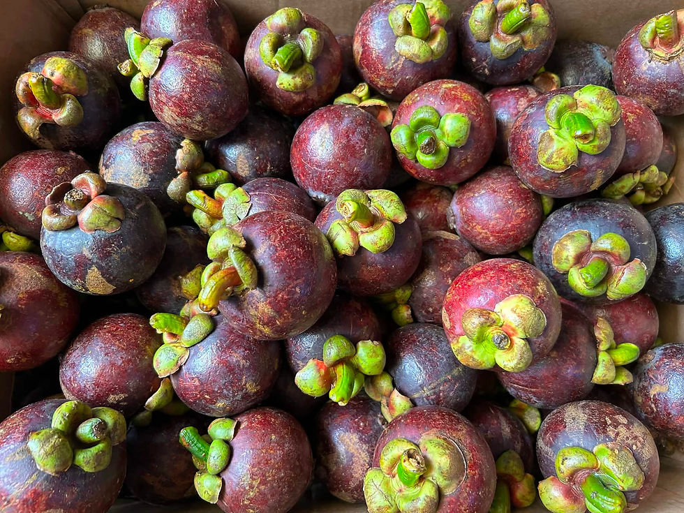 Davao Mangosteen