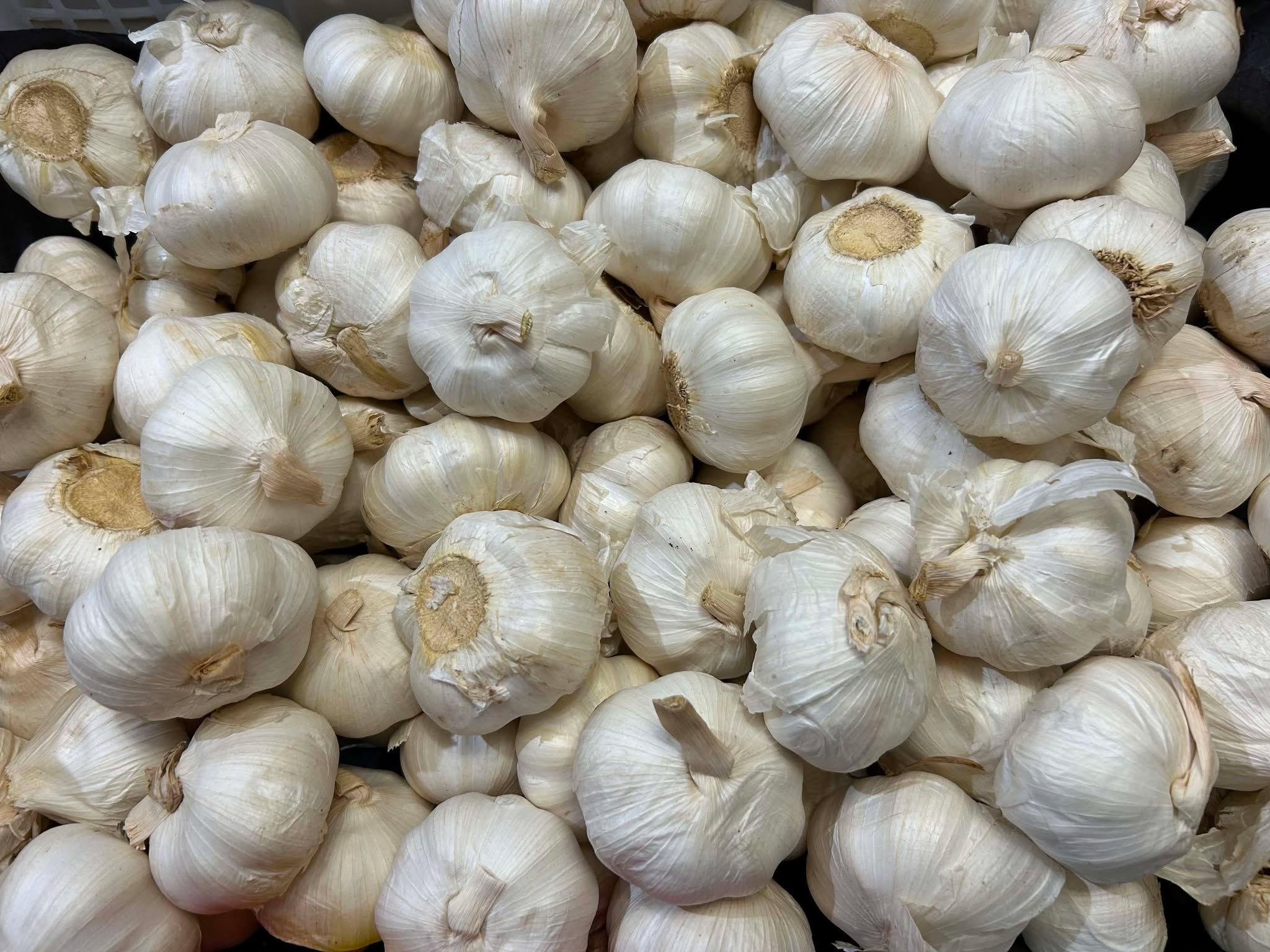 Garlic