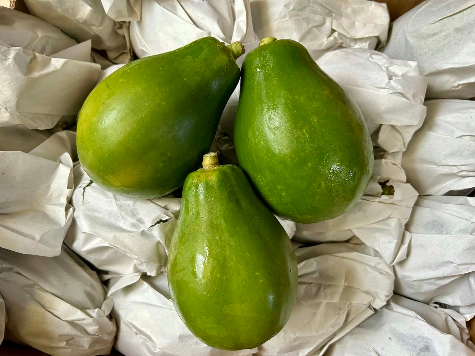 DOLE Solo Papaya