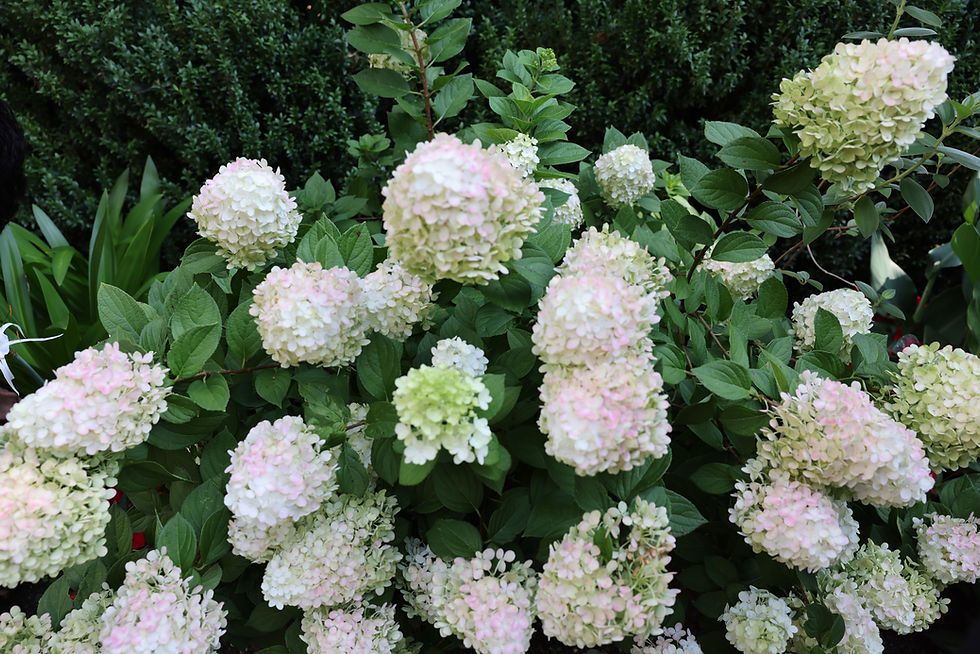 1L2A9802.JPG