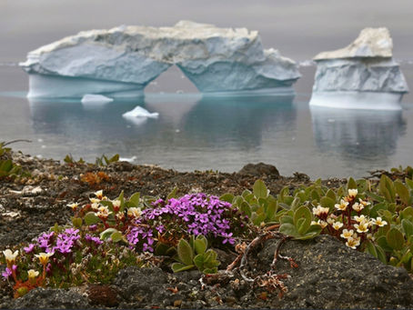 Perubahan Iklim Terungkap: Nasib Penurunan Glasier dan Mekarnya Bunga Antartika yang Saling Terkait