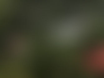 Efek Pulau Panas Perkotaan di Singapura: Konsekuensi Tersembunyi dari Pembangunan yang Pesat