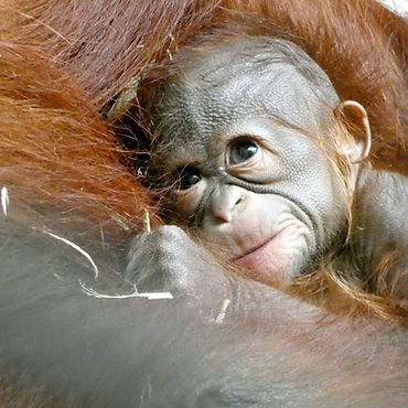 Orangutan baby on his mother's lap