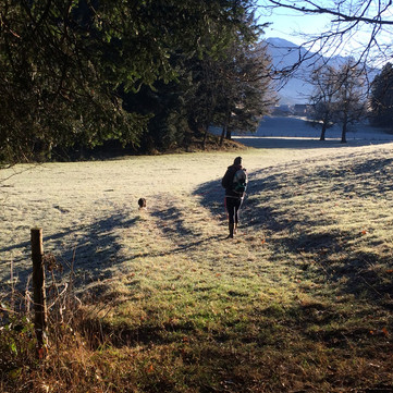 Umsichtige Hundesuche
