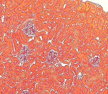 histology CRO