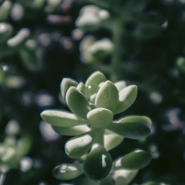 9 Easy Feng Shui Gift Ideas - Day 2