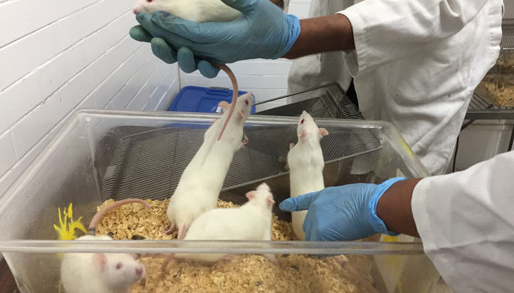 BIENESTAR ANIMAL EN LA CIENCIA: LA IMPORTANCIA DE LOS BIOTERIOS
