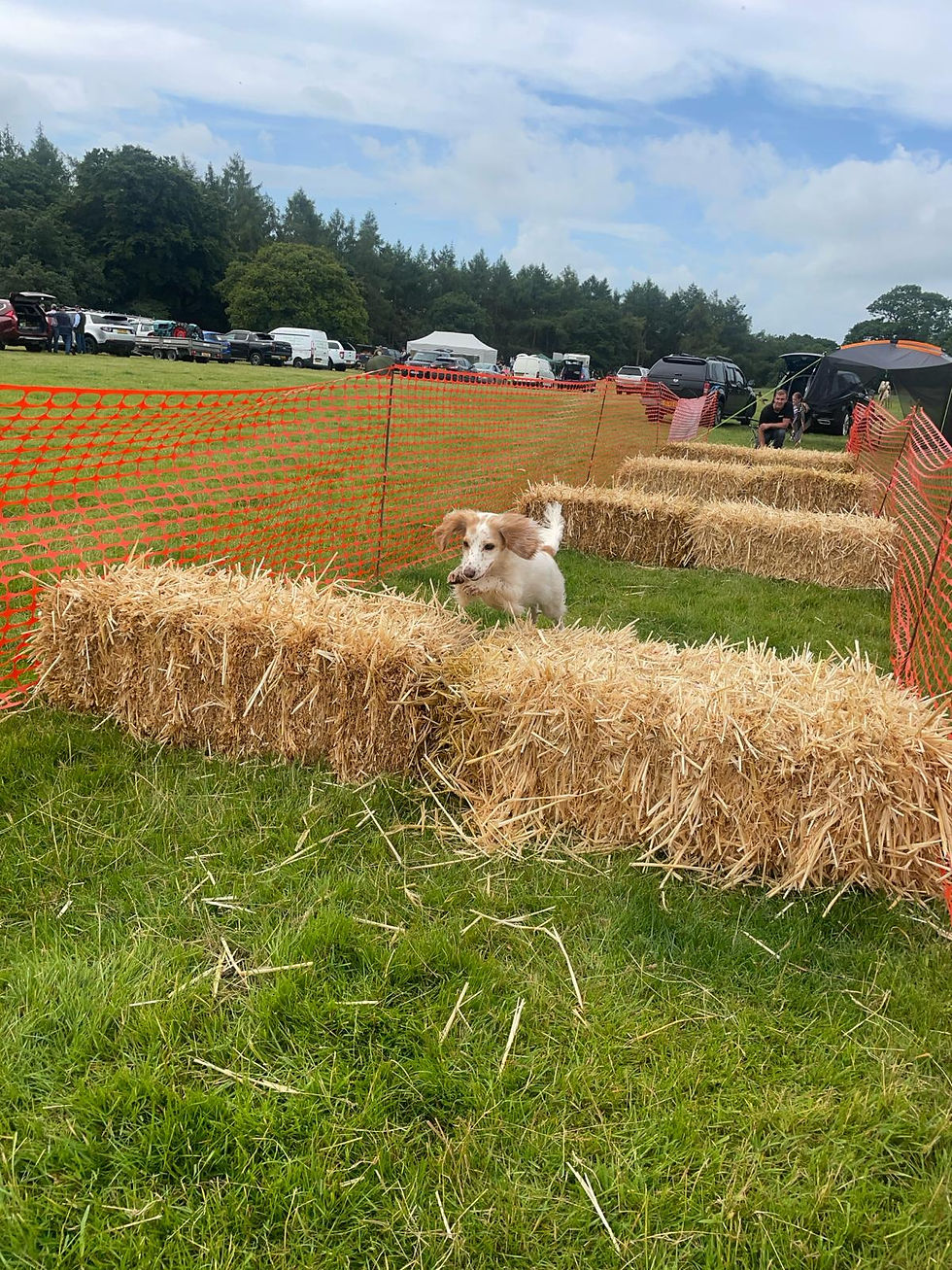 Burley in Woofdale! Fun Dog Show