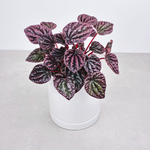 Peperomia Ripple Luna 4''