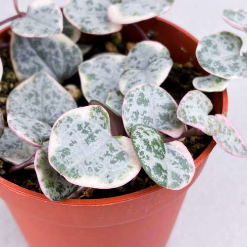 Miniature : String of Hearts Variegata 2.5''