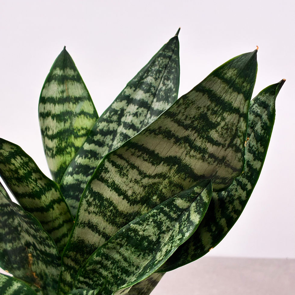 Miniature : Sansevière Hahnii Vert 4"