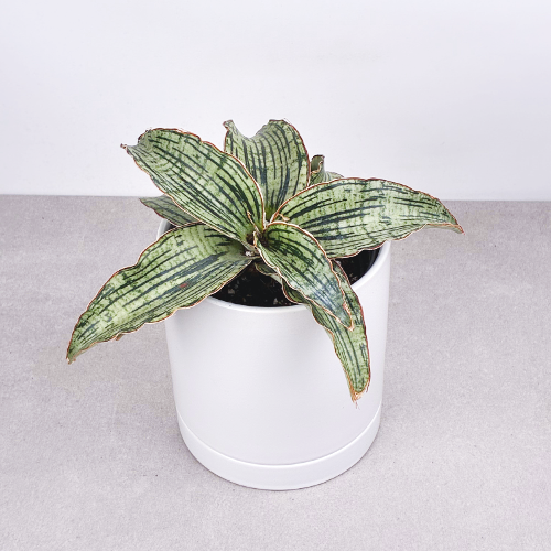 Sansevière Cleopatra 4''