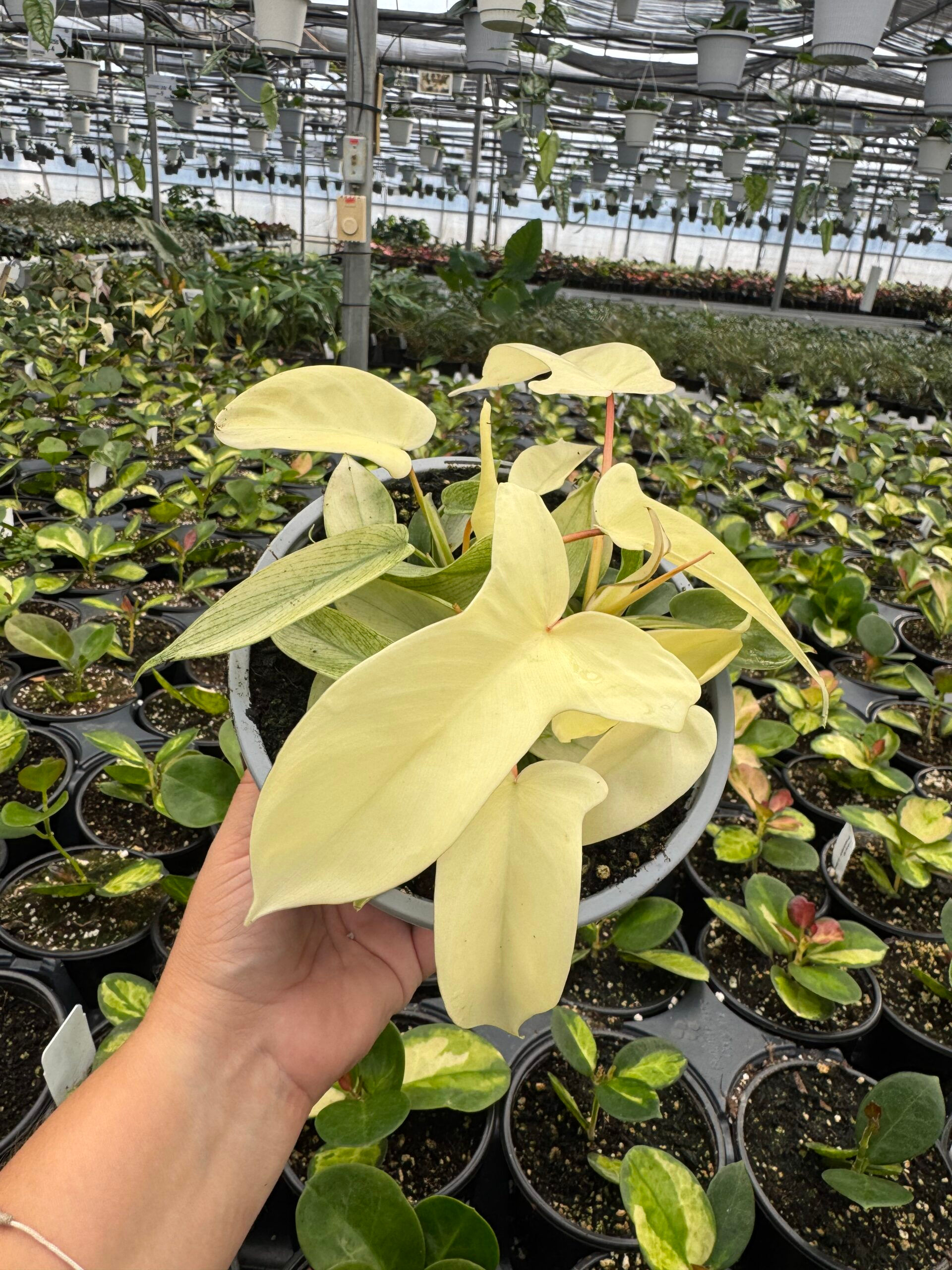 Philodendron Florida Ghost 6''