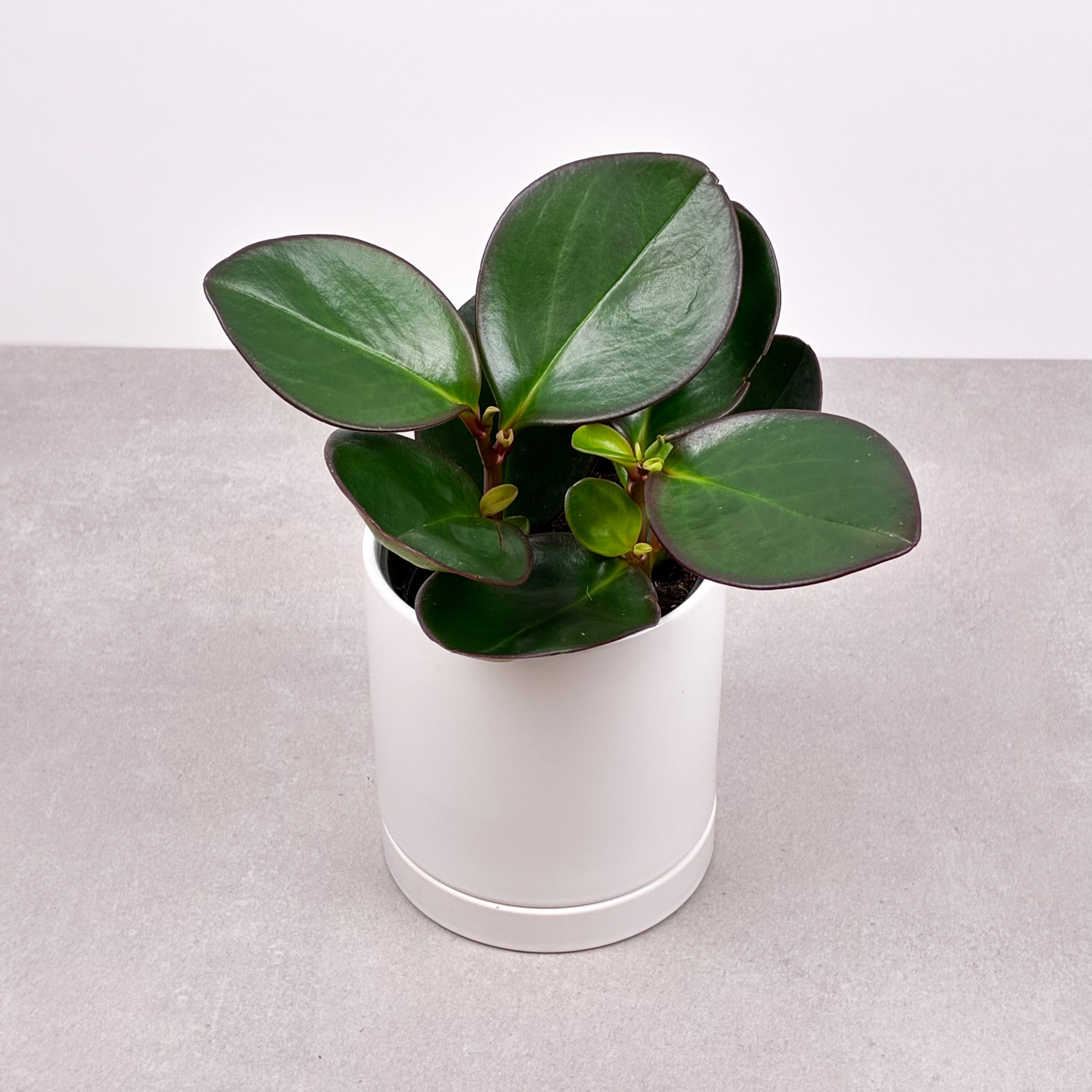 Peperomia Red Edge 4''