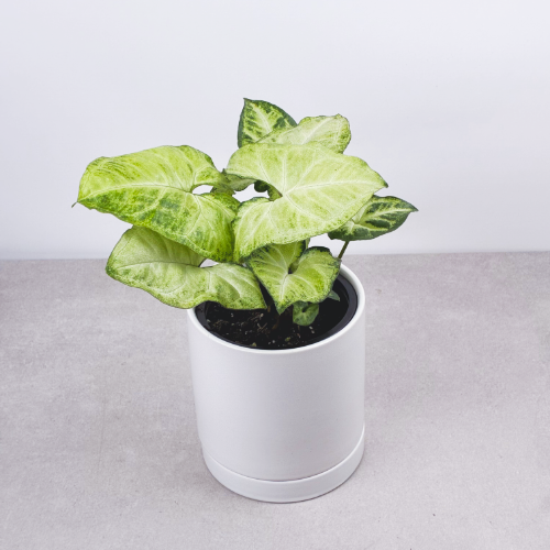 Syngonium White Butterfly 4''