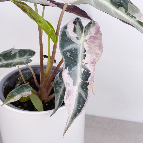 Miniature : Alocasia Bambino Pink 4''