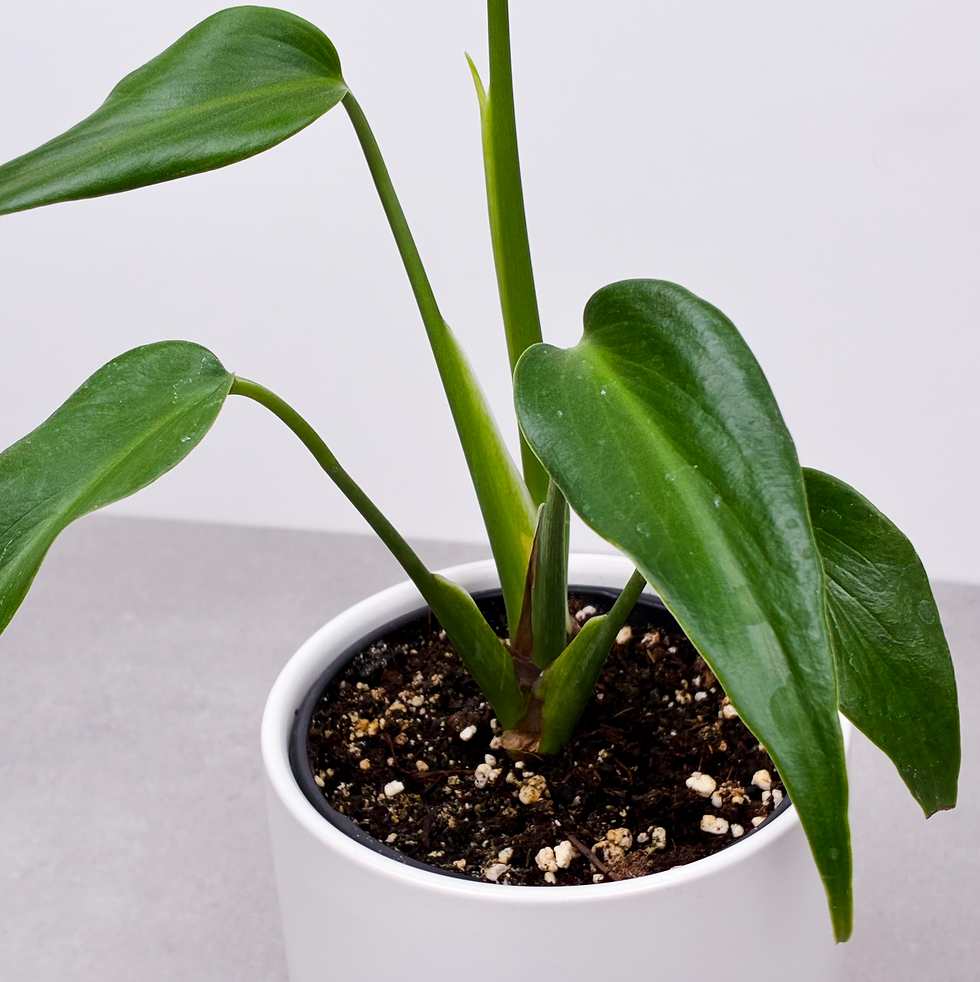 Miniature : Monstera Burle Marx Flame 4''