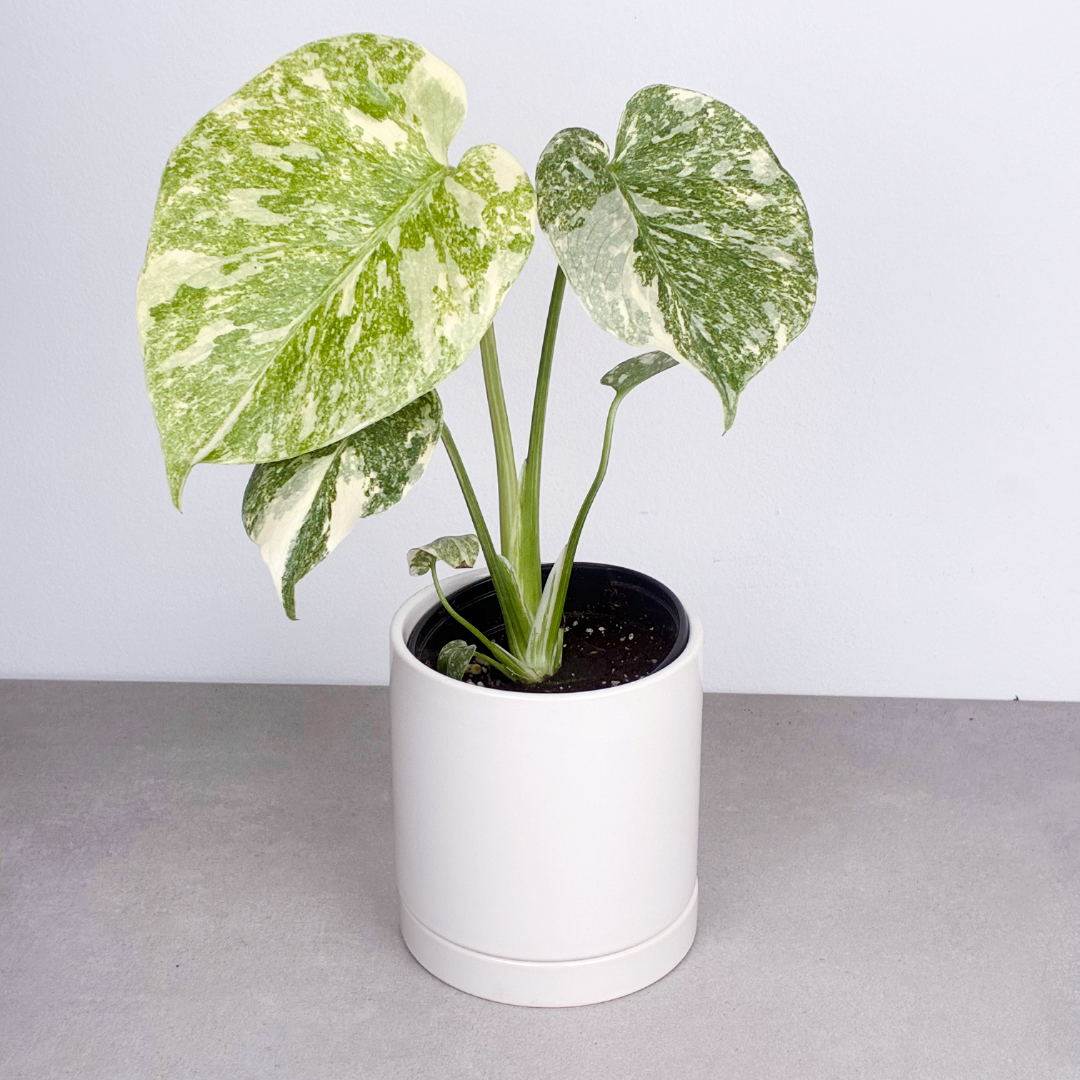 Monstera Crème Brûlée 4''