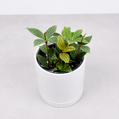 Peperomia Iron Cross 4''