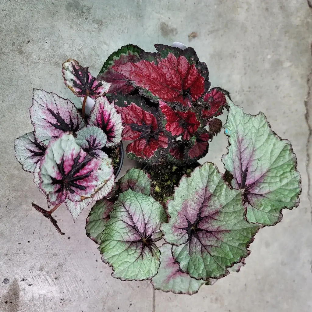 Begonia Mix 4''