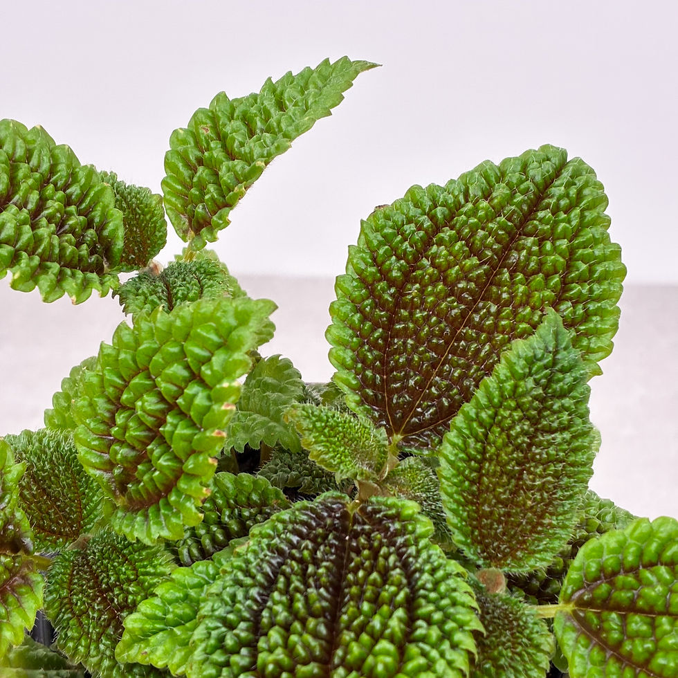 Miniature : Pilea Moon Valley 4''