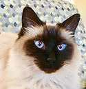 Jasmin