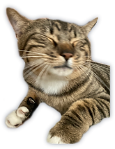fihsii.png