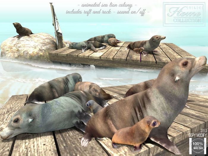 Sealion colony - complete set