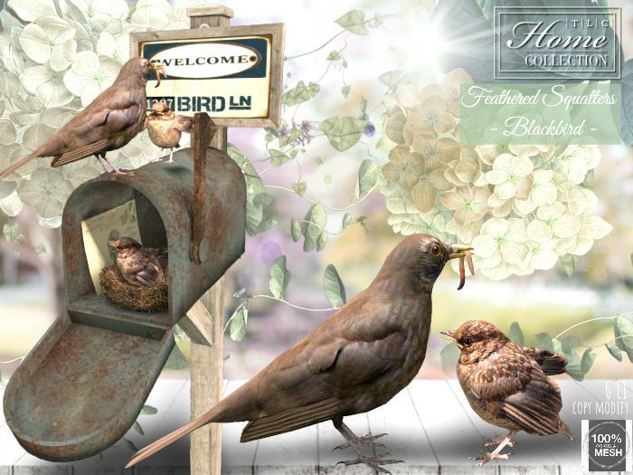 'Feathered Squatters' Blackbird Set