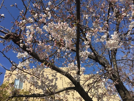 家事に恋する高校生が発信したいもう1つの理由