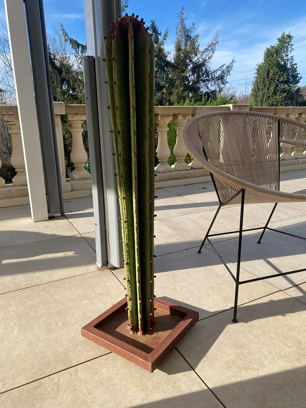 Miniature : Différents Cactus