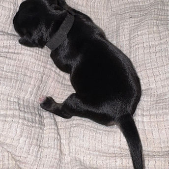 Duke (1 week)