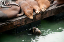 Sea Lions