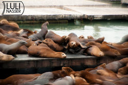 Sea Lions