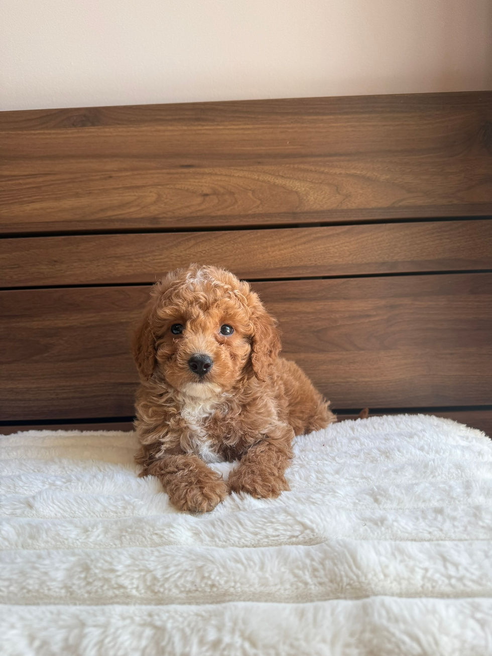 Miniature : TEDDY