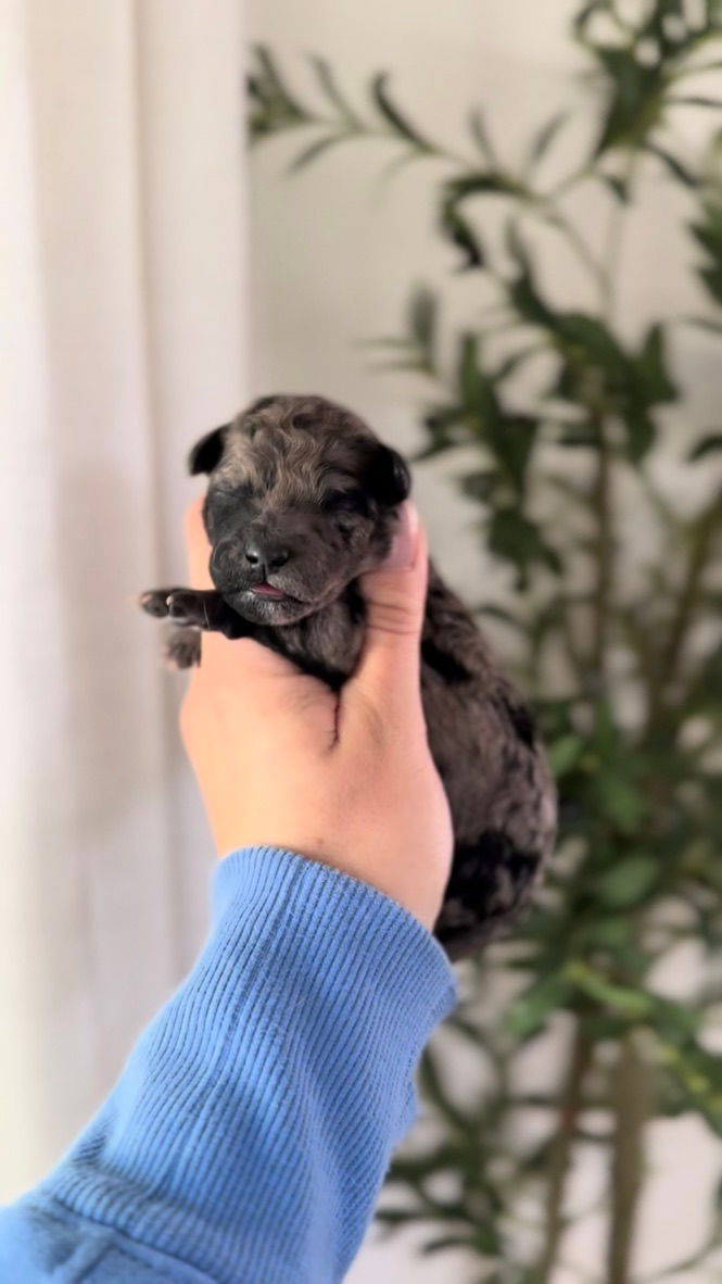 Miniature : ELEKTRA