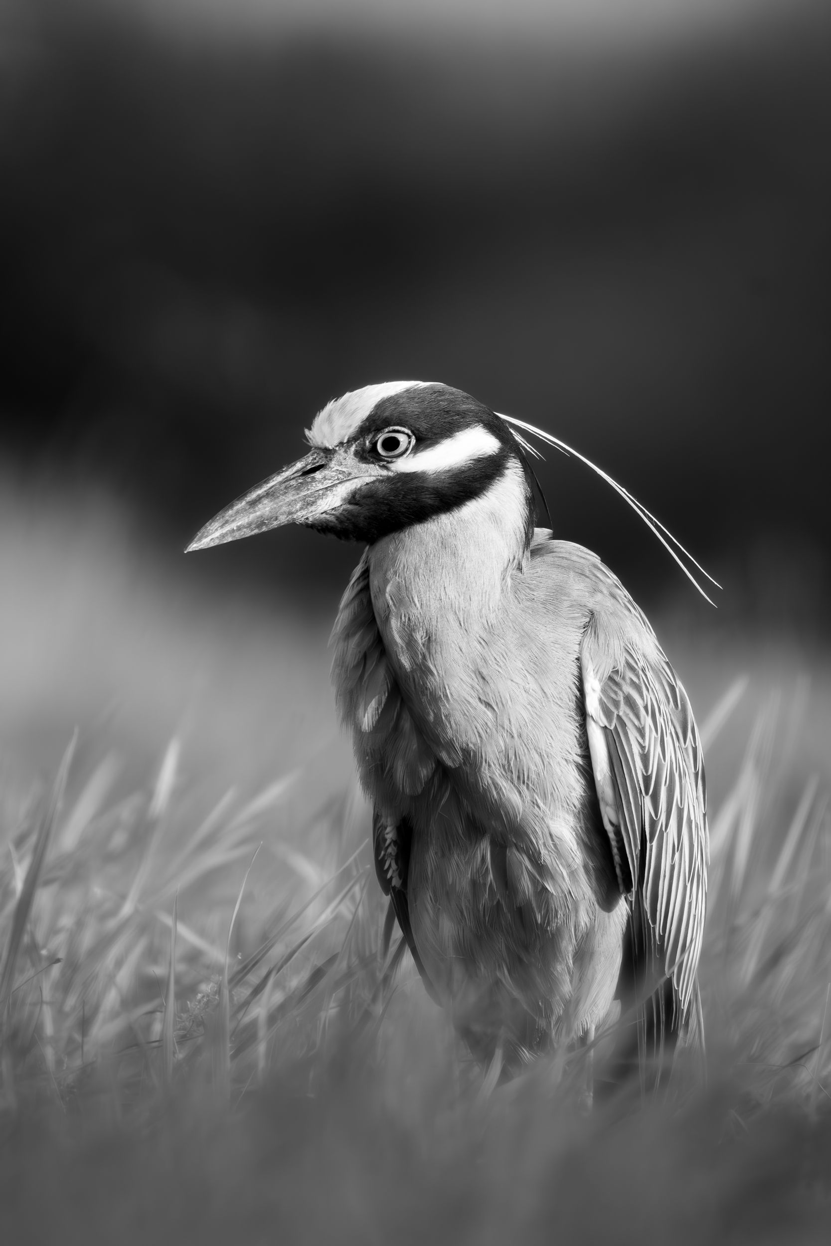 Yellow Crowned Night Heron
