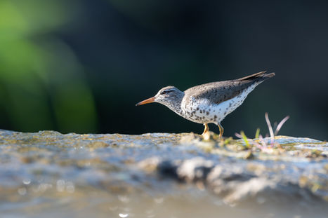 Spotted Sandpiper at edge of a waterfall