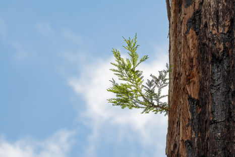 A new tree branch growing out of a large red wood tree after surviving a wildfire.