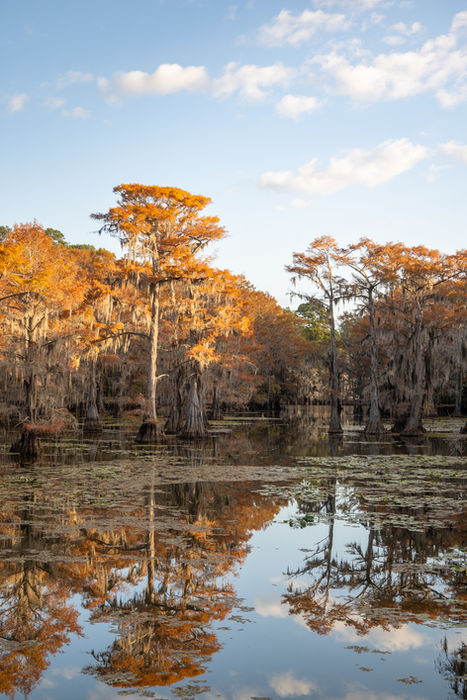 Bald cypress forest on caddo lake in Texas during fall