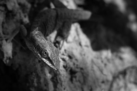 Green Anole on the side of  a dirt wall in black and white