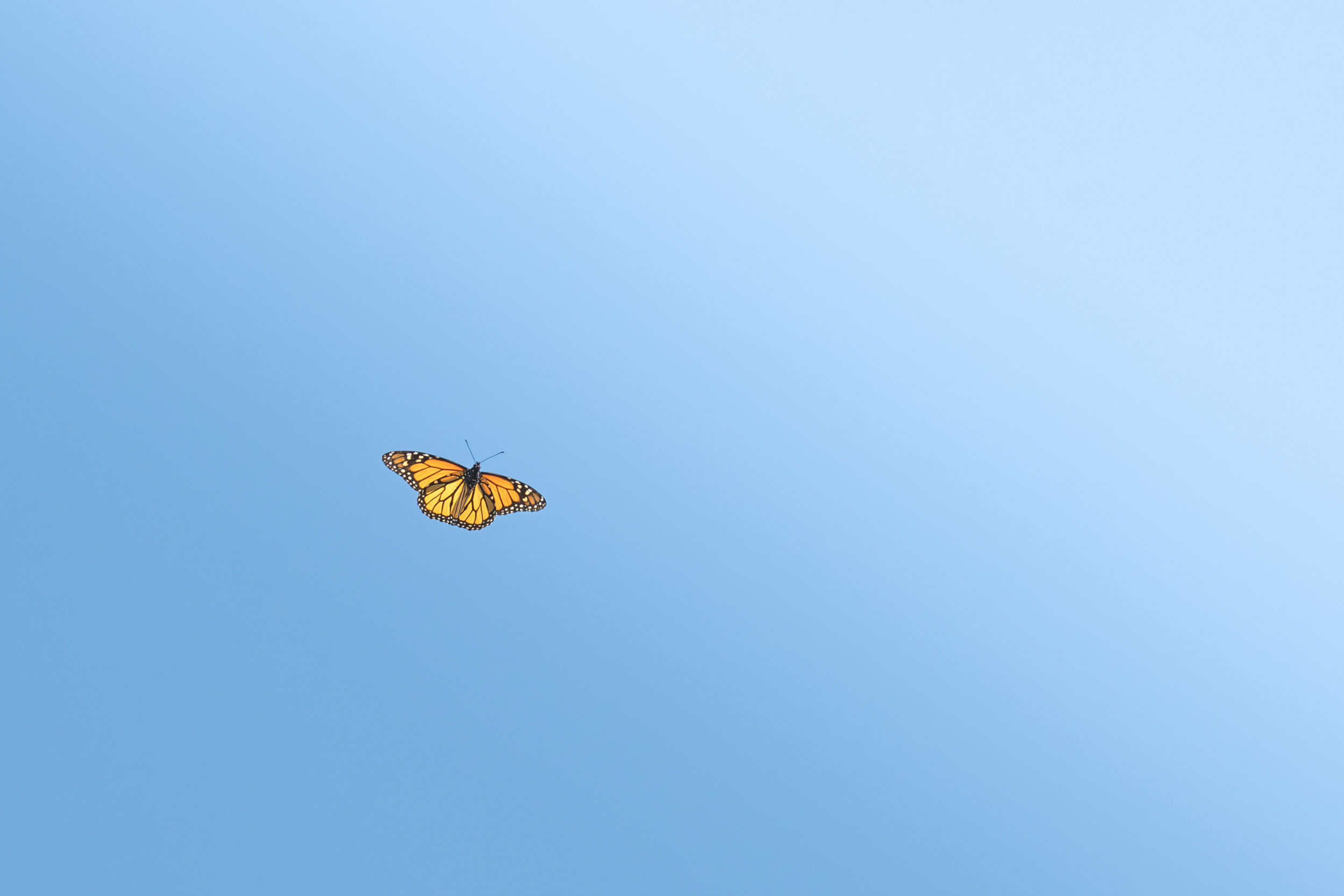 Southern Monarch