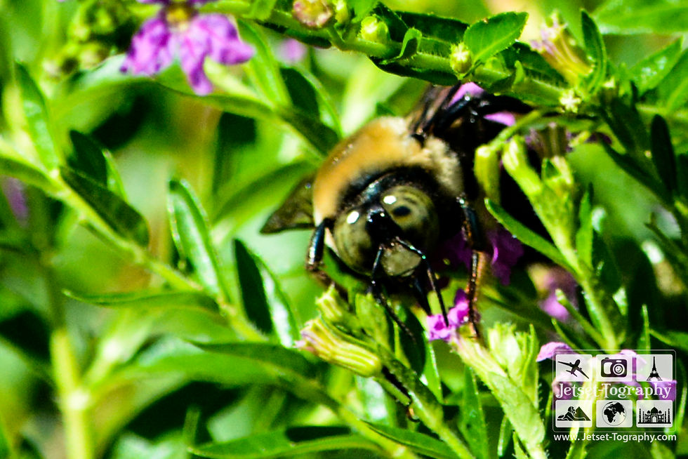 Bee