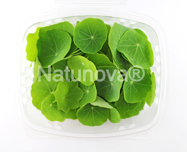 Hojas Baby Orgánicas
Hojitas Baby
Brotes
Germinados