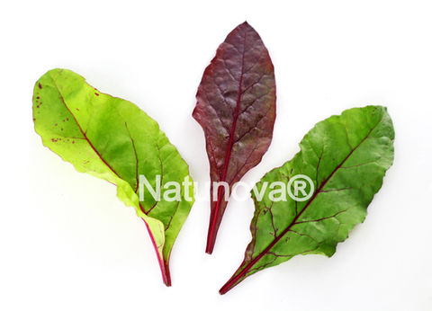 Hojas baby
Hojitas Baby
Hojas Vegetales
Hojas Hortalizas
Mesclum
Mezclum