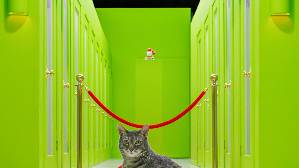 Chats de Thé Luxury Cat Hotel Los Angeles