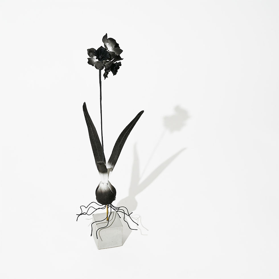 サムネイル： "roots" NASS Black